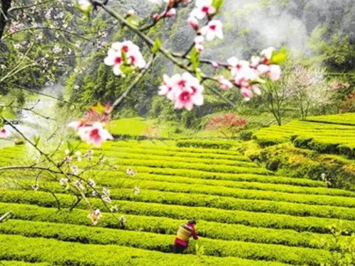 茶学专业就业前景怎么样